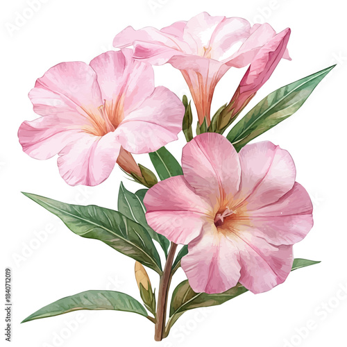 Oleander Flower, illustration watercolor artwork with subtle gradients and elegant contours, isolated on a white background.