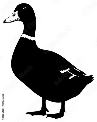 A black and white silhouette of a duck standing on a , beak, bird, black, duck, illustration, mallard duck, profile, stand, white, against transparent background
