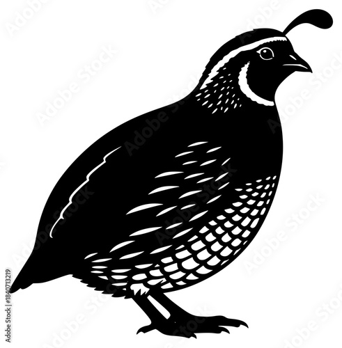 A black and white silhouette of a quail on a plain , bird, black, illustration, partridge, pheasant, profile, quail, stand, white, against transparent background