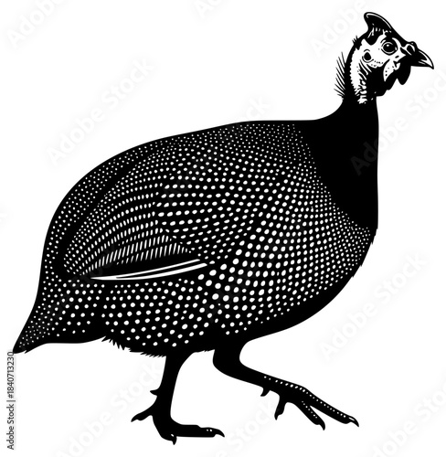 A black and white silhouette of a guinea fowl with a dotted pattern, bird, black, cock, dot, hen, illustration, partridge, pheasant, profile, quail, stand, white, against transparent background