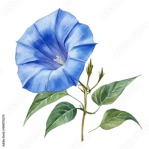 Morning Glory Flower, illustration watercolor with playful splashes and delicate line details, isolated on a white background.