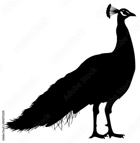 A silhouette of a peacock standing on a , bird, black, illustration, peacock, profile, stand, tail, against transparent background