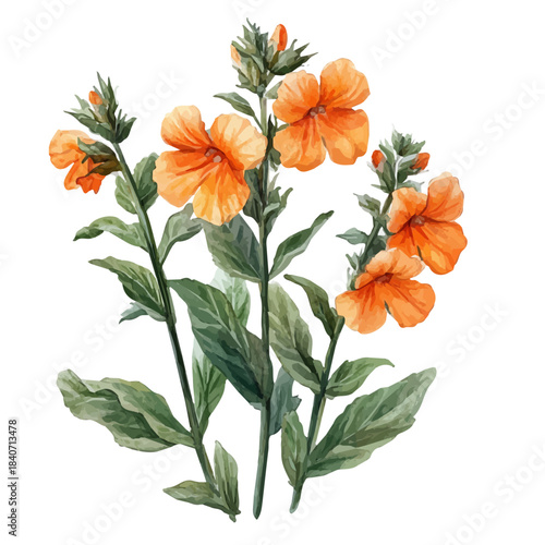 Monkey Flower Flower, illustration watercolor with dynamic strokes and balanced color harmony, isolated on a white background.