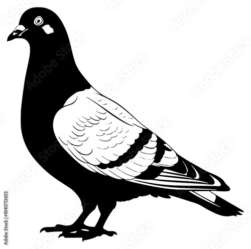 A black and white silhouette of a pigeon standing on a , bird, black, dive, illustration, pigeon, profile, stand, white, against transparent background