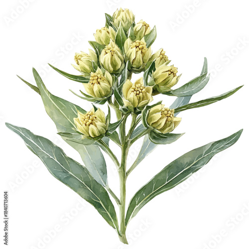 Milkweed Flower, refined watercolor illustration with luminous tones and soft layered brushwork, isolated on a white background.