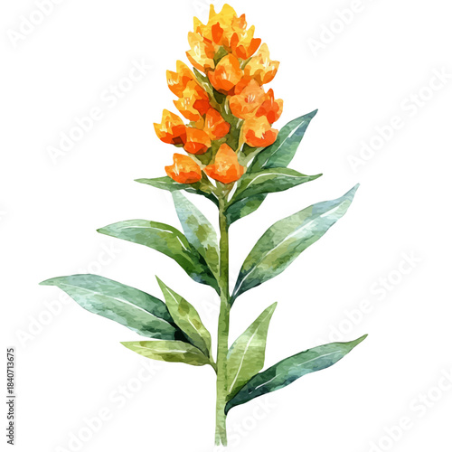 Milkweed Flower, refined watercolor illustration with luminous tones and soft layered brushwork, isolated on a white background.