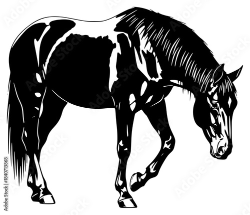 A black and white silhouette of a horse standing on all fours, black, horse, illustration, image, profile, stand, walk, white, against transparent background