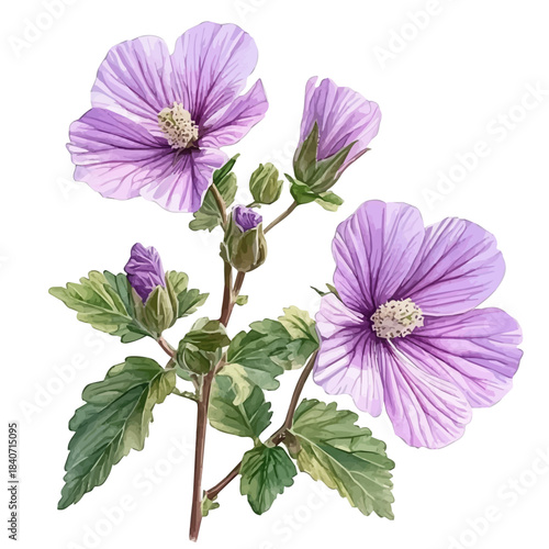Malva Flower, illustration watercolor with dynamic strokes and balanced color harmony, isolated on a white background.