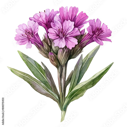Lychnis Flower, watercolor with intricate brush textures and gentle highlights, isolated on a white background.