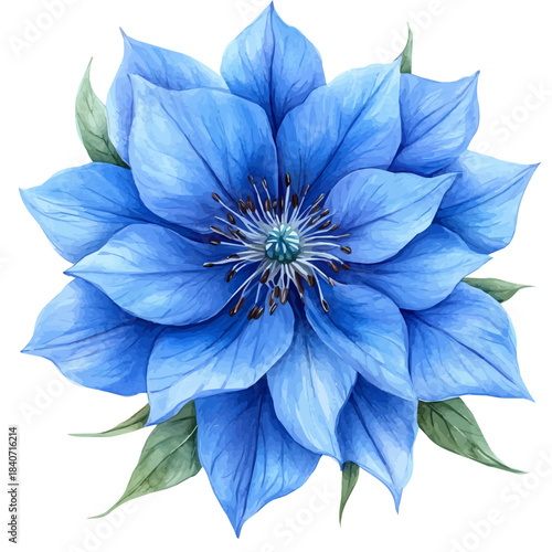 Love-in-a-Mist Flower, illustration watercolor with dynamic strokes and balanced color harmony, isolated on a white background.