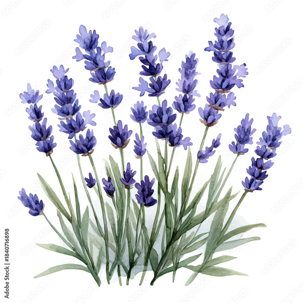 Fototapeta premium watercolor of Lavender Flower, vector clipart, isolated on a white background.