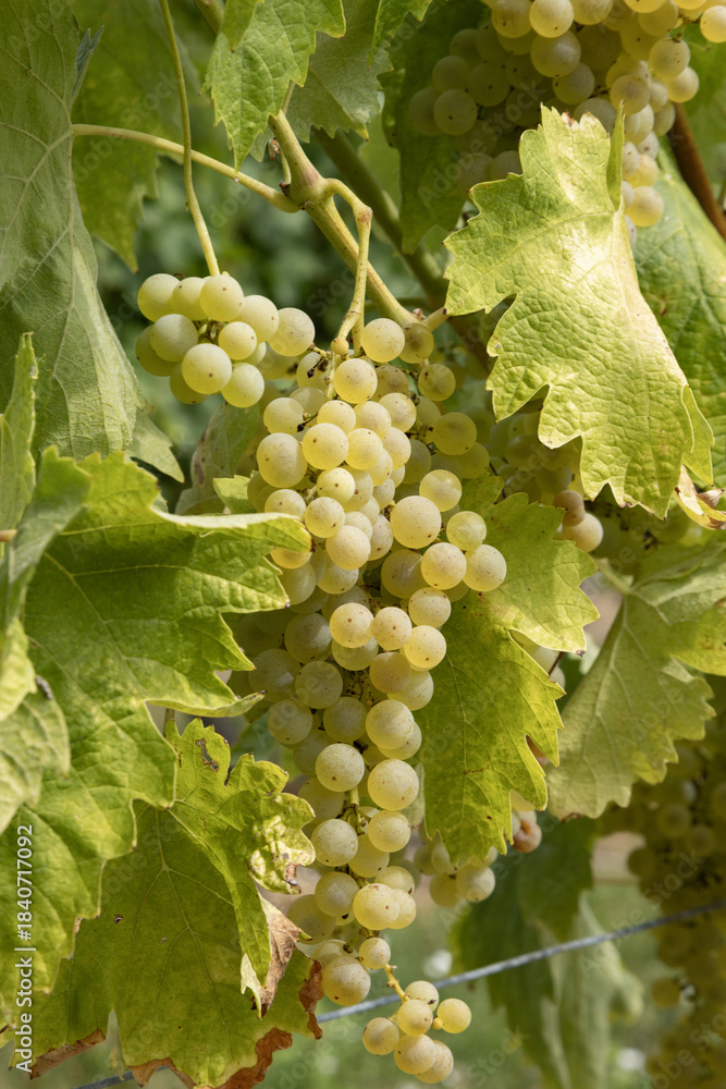 Obraz premium Vignoble charentais 