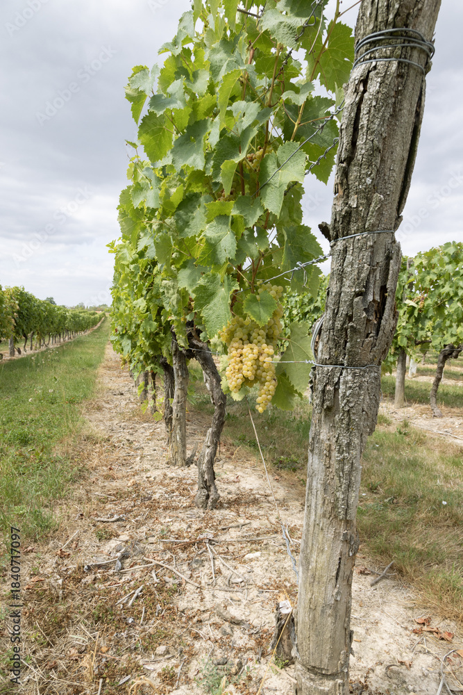 Obraz premium Vignoble charentais 