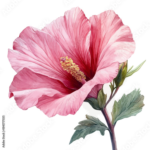 Lavatera Flower, illustration watercolor with dynamic strokes and balanced color harmony, isolated on a white background.