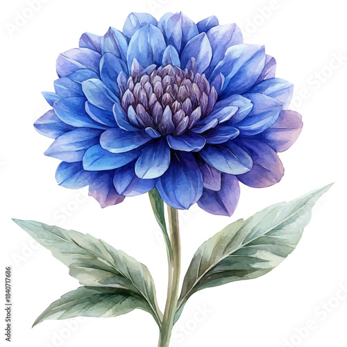 Knautia Flower, illustration watercolor with dynamic strokes and balanced color harmony, isolated on a white background.