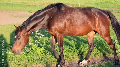 Bay horse outdoors in a pastureland. Domestic brown horse grazes on green grass in a farm field 