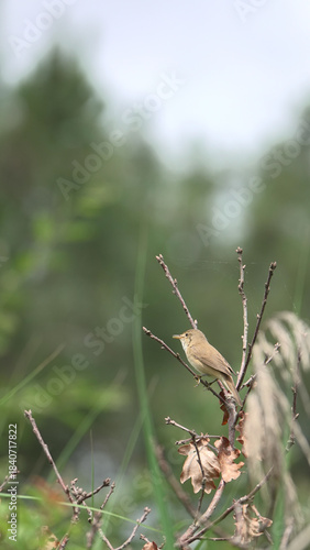 Petit oiseau brun (fauvette ou rousserolle) chantant perché sur une branche fine.