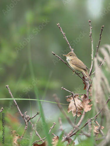 Petit oiseau brun (fauvette ou rousserolle) chantant perché sur une branche fine.