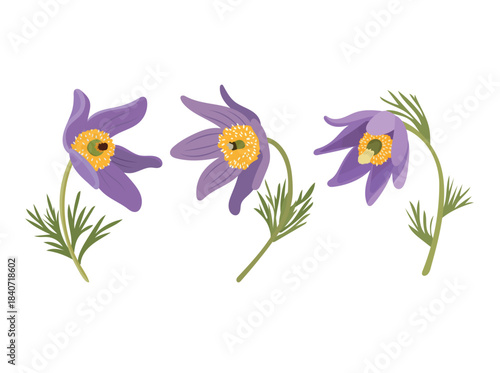 Pasque flower. Flat vector clipart illustration with isolated background.
