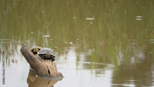 Duo de tortues prenant un bain de soleil sur une souche flottante.