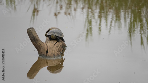Duo de tortues prenant un bain de soleil sur une souche flottante.