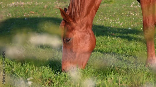 Close-up brown horse grazing in a pasture near wildflowers and green grass