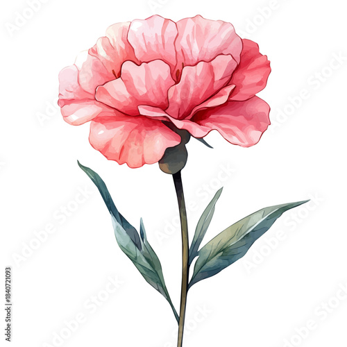 Lychnis Flower, elegant watercolor vector painting with refined details, isolated on a white background.