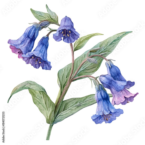 watercolor of Lungwort Flower, hand-drawn, isolated on a white background.