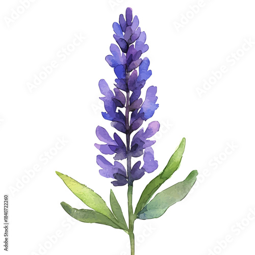 Lavender Flower, graceful vector watercolor painting with soft flowing strokes and subtle highlights, isolated on a white background.