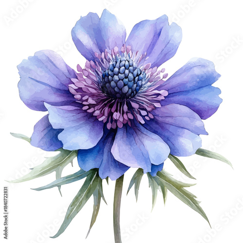 Knautia Flower, elegant watercolor vector painting with refined details, isolated on a white background.