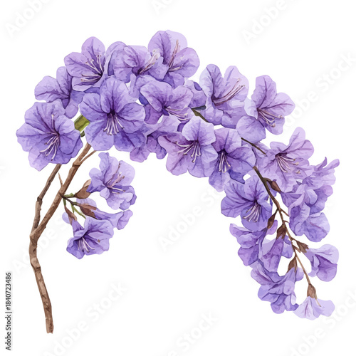 Jacaranda Flower, delicate painting watercolor vector with vivid brush accents, isolated on a white background.