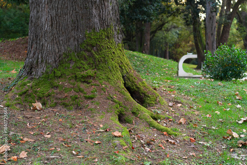 Nestled in a peaceful forest, the vibrant hues of moss-covered tree roots blend harmoniously with fallen leaves. Nature invites you to immerse yourself in its tranquility and beauty.