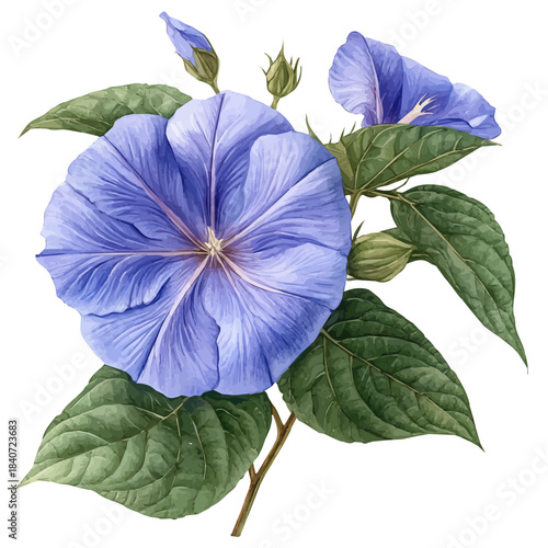 Ipomoea Flower, graceful vector watercolor painting with soft flowing strokes and subtle highlights, isolated on a white background.