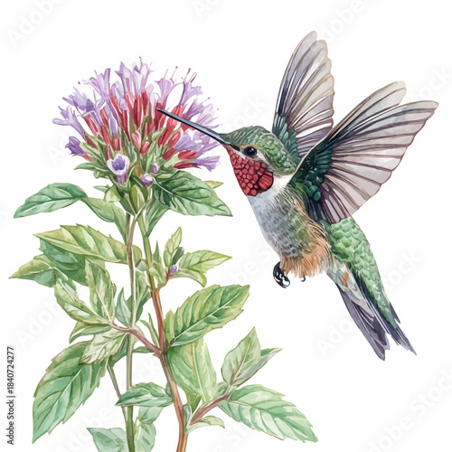 Hummingbird Mint Flower, delicate painting watercolor vector with vivid brush accents, isolated on a white background.