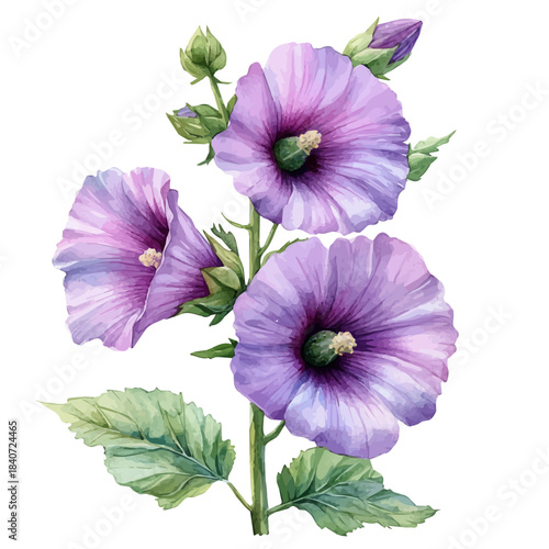 Hollyhock Flower, delicate painting watercolor vector with vivid brush accents, isolated on a white background.