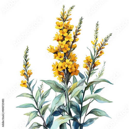 Goldenrod Flower, delicate painting watercolor vector with vivid brush accents, isolated on a white background.