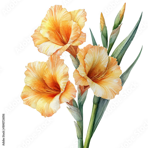 Gladiolus Flower, elegant watercolor vector painting with refined details, isolated on a white background.
