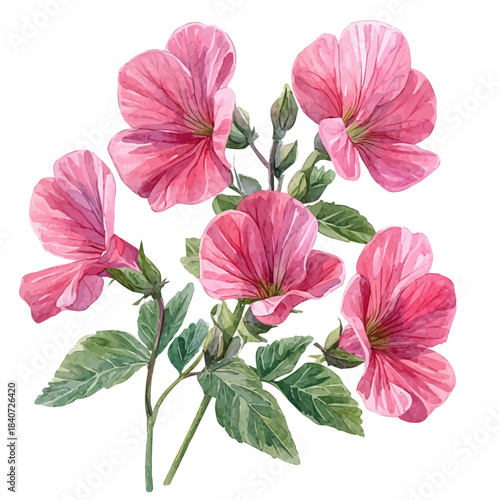 Garden Pea Flower, elegant watercolor vector painting with refined details, isolated on a white background.