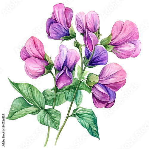 Garden Pea Flower, delicate painting watercolor vector with vivid brush accents, isolated on a white background.