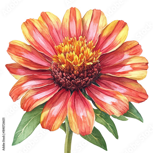 Gaillardia Flower, graceful vector watercolor painting with soft flowing strokes and subtle highlights, isolated on a white background.