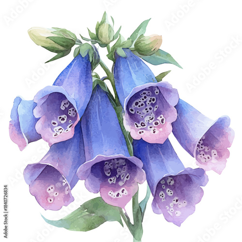 Foxglove Flower, delicate painting watercolor vector with vivid brush accents, isolated on a white background.
