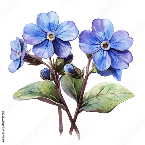 Forget-Me-Not Flower, graceful vector watercolor painting with soft flowing strokes and subtle highlights, isolated on a white background.