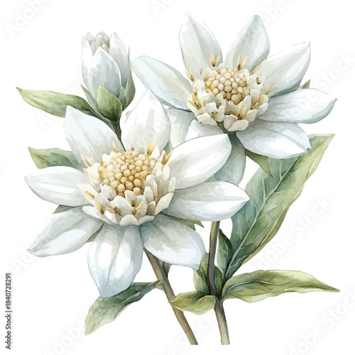Edelweiss Flower, delicate painting watercolor vector with vivid brush accents, isolated on a white background.
