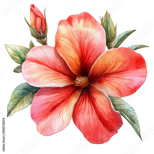 Desert Rose Flower, graceful vector watercolor painting with soft flowing strokes and subtle highlights, isolated on a white background.