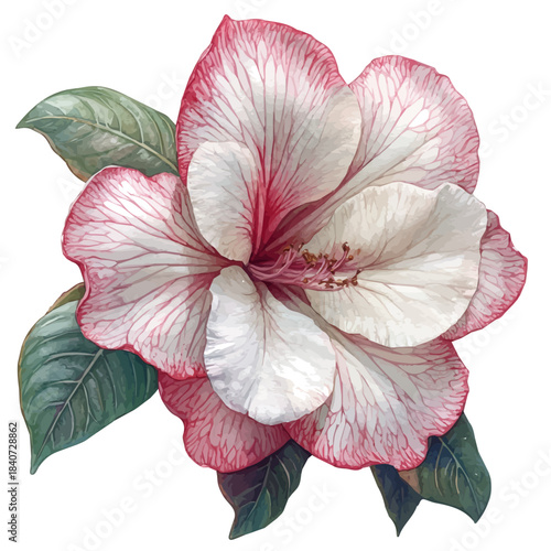 Desert Rose Flower, elegant watercolor vector painting with refined details, isolated on a white background.