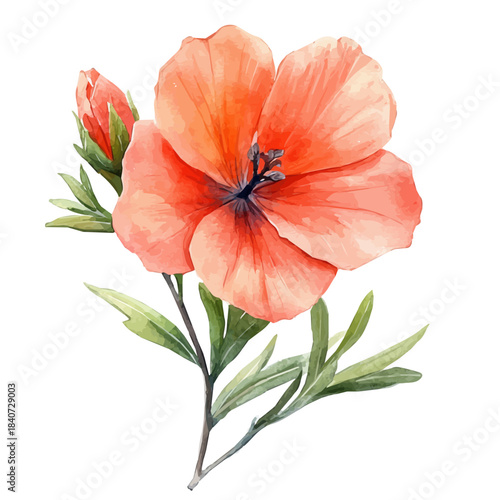 Cypress Vine Flower, charming vector painting in watercolor with whimsical textures, isolated on a white background.
