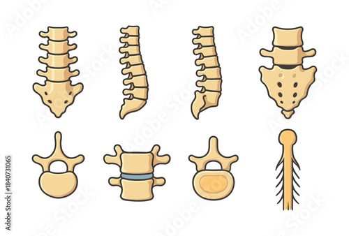 Human anatomy, spinal structures and vertebrae, flat vector illustration