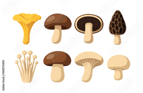 Mushroom variety collection, flat vector illustration with fungi and edible mushrooms