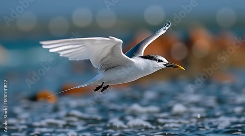 Elegant seabird gliding above coastal rocks with wings fully spread in crisp natural daylight.