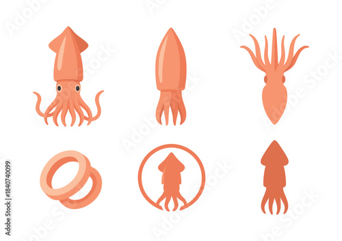 Squid vector illustration set, marine life, ocean animals, flat vector style